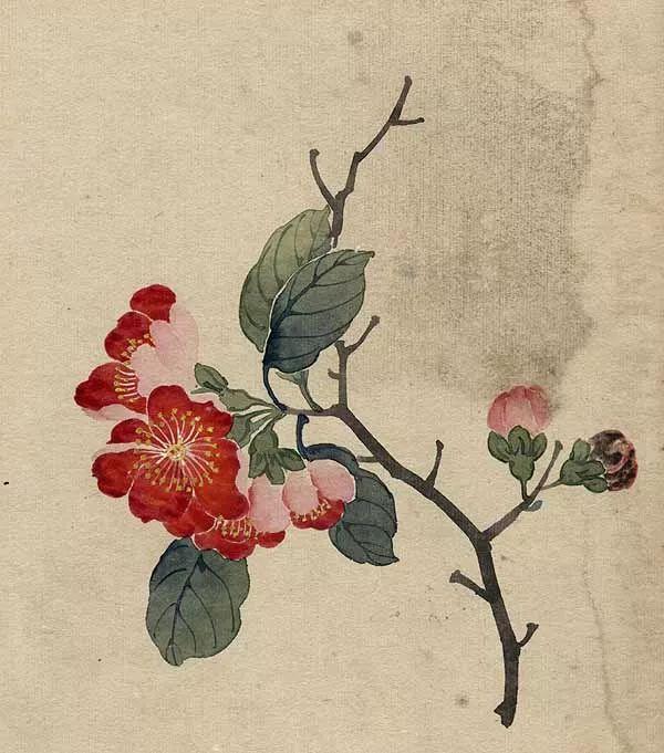 精美｜缪谷瑛百花图集与菊谱（130幅）