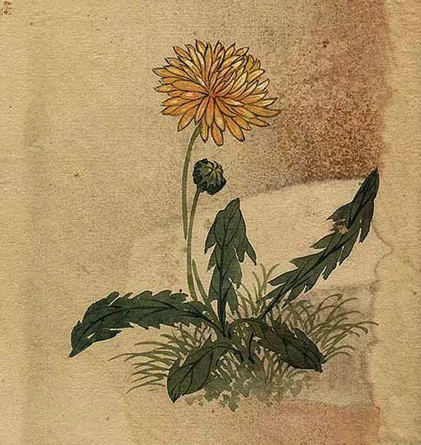 精美｜缪谷瑛百花图集与菊谱（130幅）