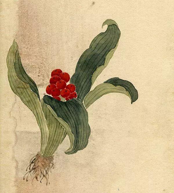 精美｜缪谷瑛百花图集与菊谱（130幅）