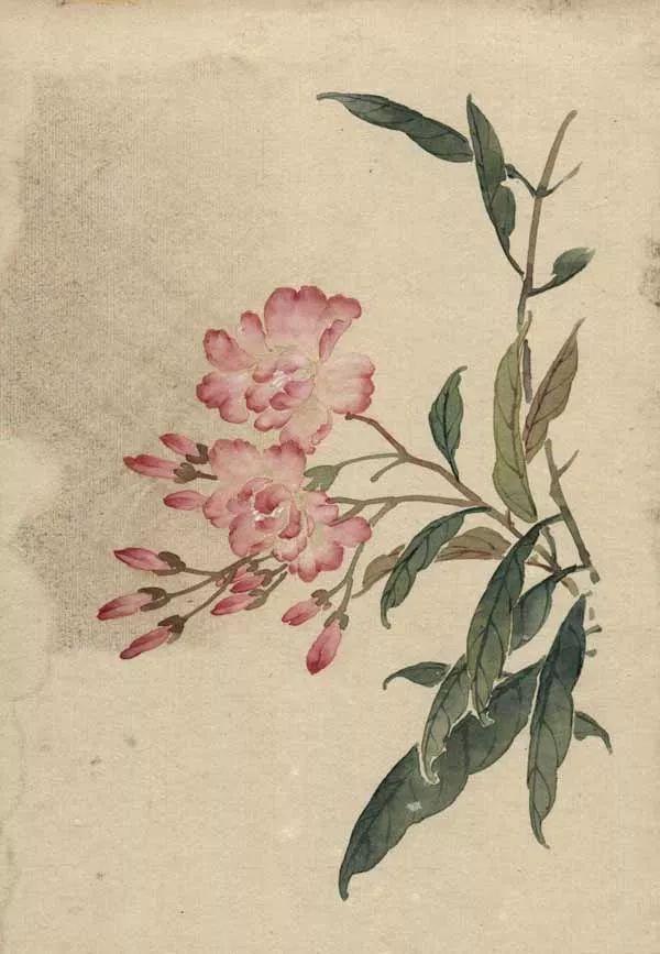 精美｜缪谷瑛百花图集与菊谱（130幅）