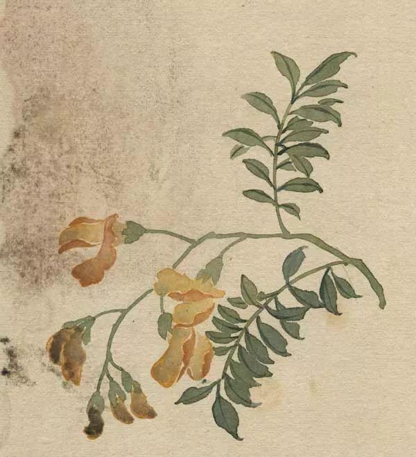 精美｜缪谷瑛百花图集与菊谱（130幅）