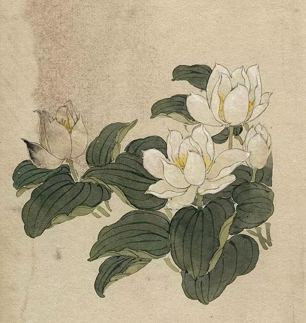 精美｜缪谷瑛百花图集与菊谱（130幅）