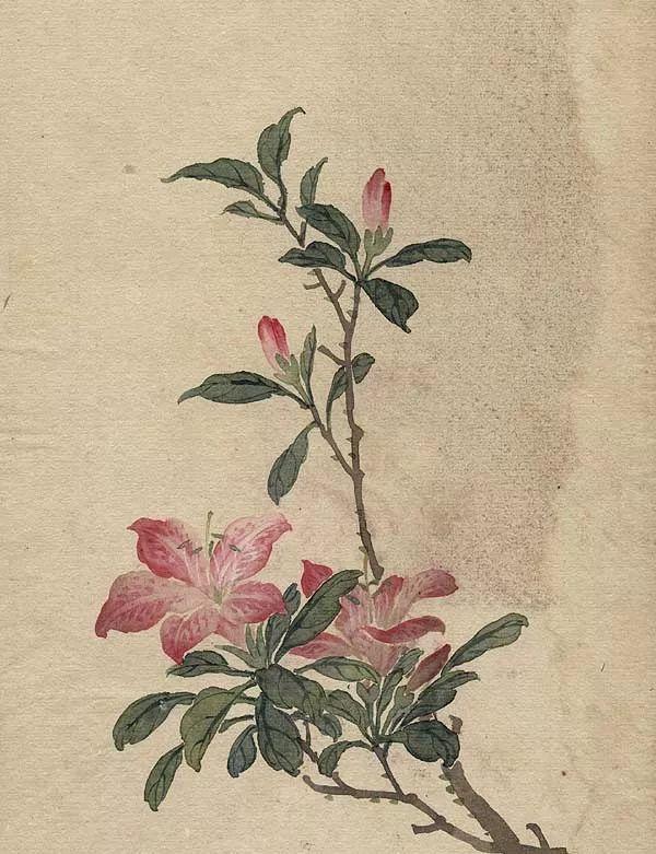 精美｜缪谷瑛百花图集与菊谱（130幅）